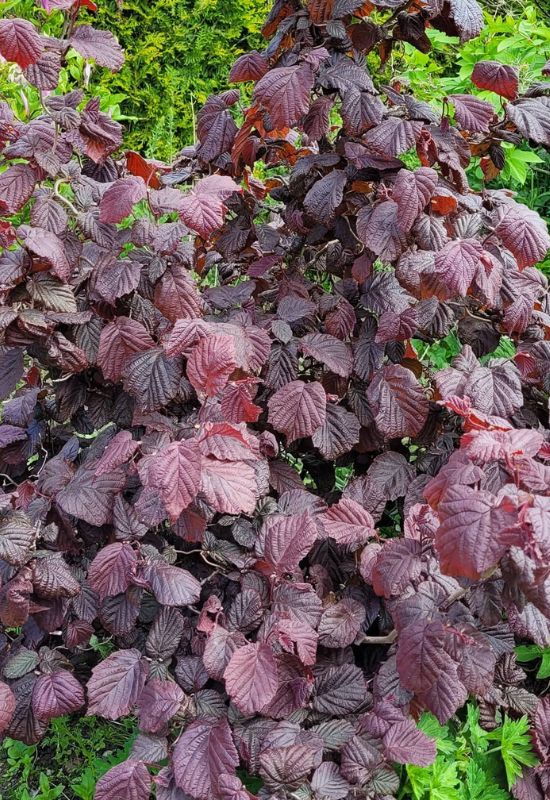 ‘Red Majestic’ Hazel (Corylus avellana ‘Red Majestic’)