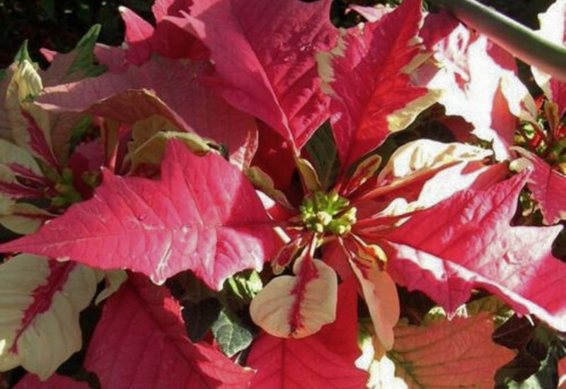 ‘Strawberries and Cream’ Poinsettia (Euphorbia pulcherrima ‘Strawberries and Cream’)