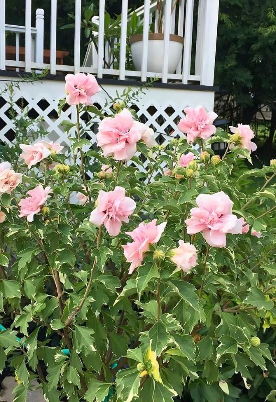 ‘Sugar Tip’ Rose of Sharon (Hibiscus syriacus ‘Sugar Tip’)