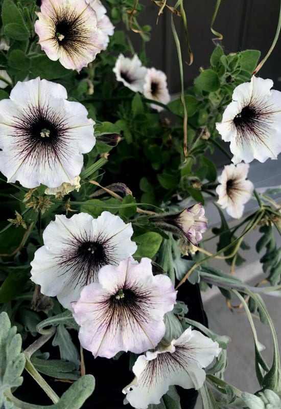 ‘Supertunia Latte’ Petunia (Petunia ‘Supertunia Latte’)