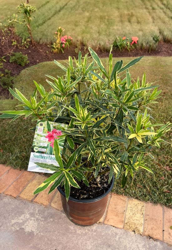 ‘Twist of Pink’ Oleander (Nerium oleander ‘Twist of Pink’)