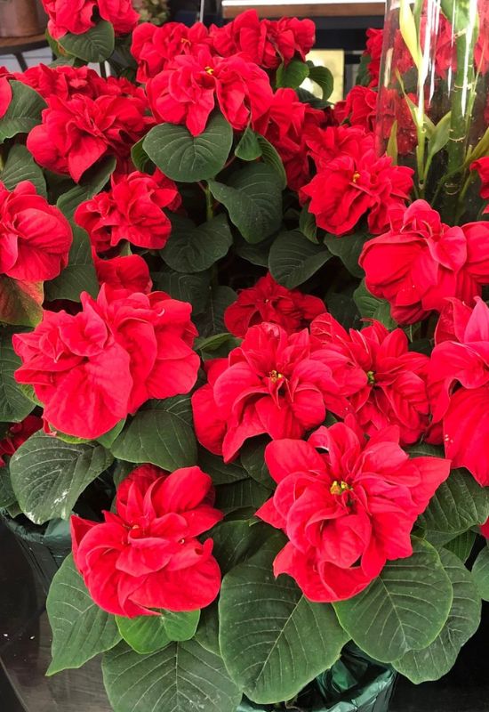 ‘Winter Rose Dark Red’ Poinsettia (Euphorbia pulcherrima ‘Winter Rose Dark Red’)