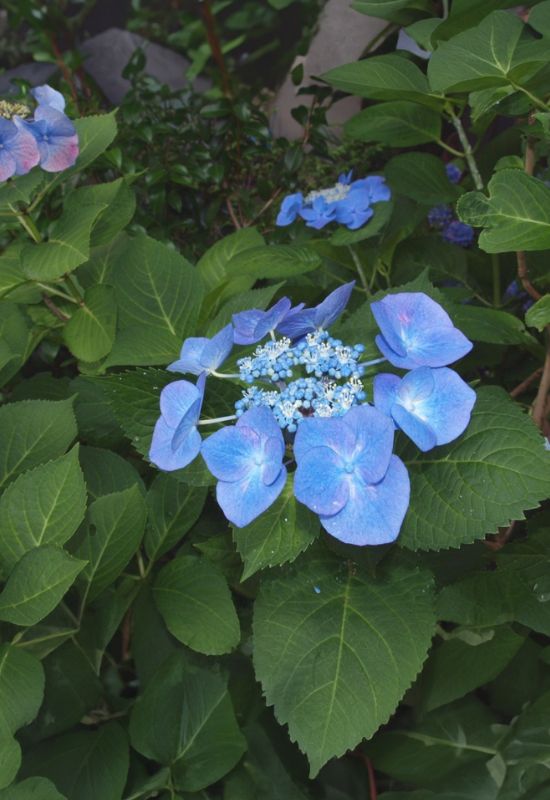 ‘Zorro’ Lacecap Hydrangea (Hydrangea macrophylla ‘Zorro’)