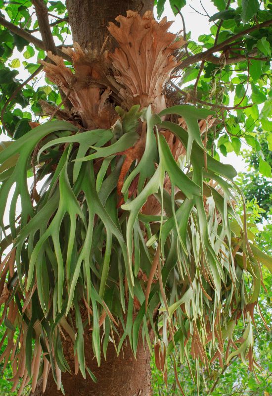 Elkhorn Fern (Platyceriumbiforcatum)