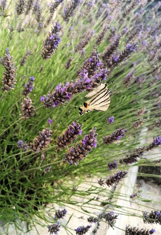 English Lavender (Lavandula angustifolia)