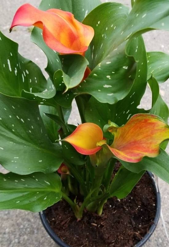 Fire Dancer Calla Lily