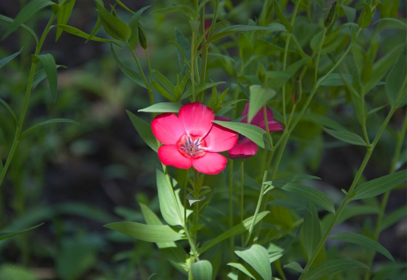 Flowering Flax