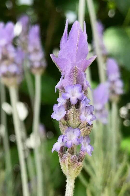 Fringed Lavender Lavandula dentata