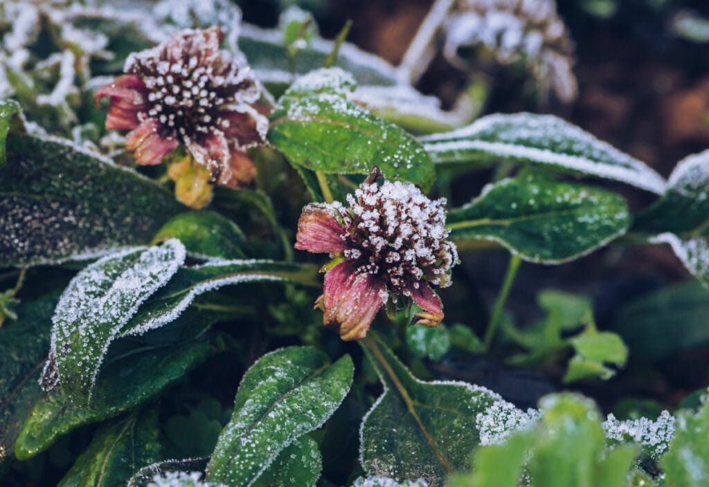 Frost Friendly Perennials: Let’s Get The Numbers Right! 