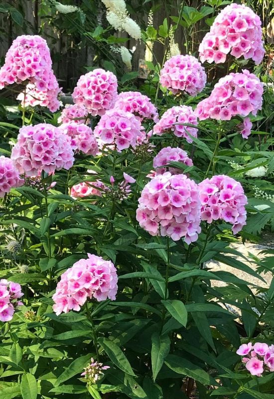 Garden Phlox (Phlox paniculata)