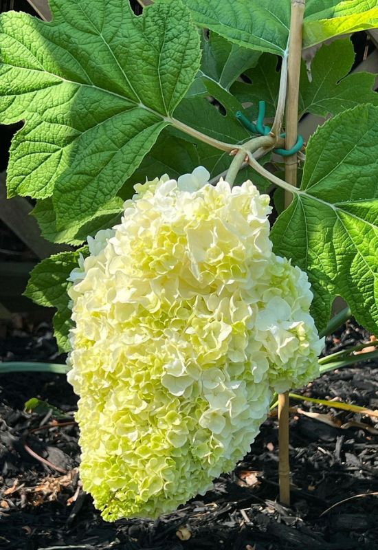 Gatsby Moon oak leaf hydrangea