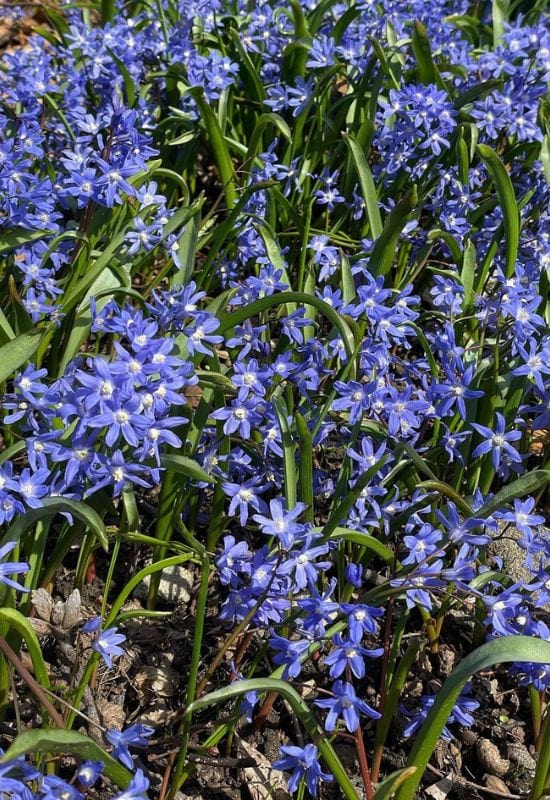 Glory of the Snow (Chionodoxa spp.)