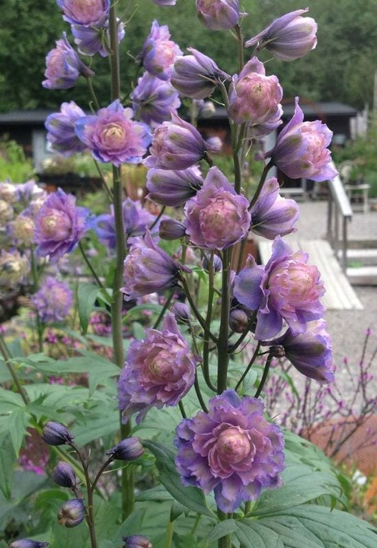 Highlander Bolero delphinium