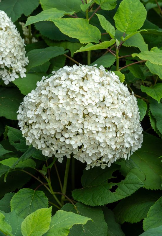 Incrediball smooth hydrangea