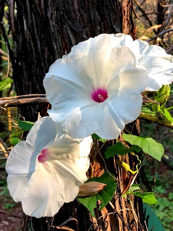 Ipomoea Pandurata