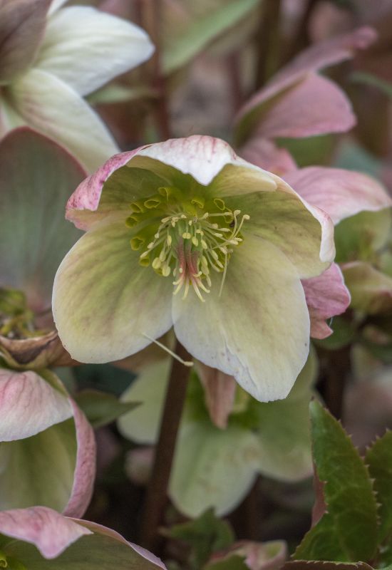 Ivory Prince hellebore