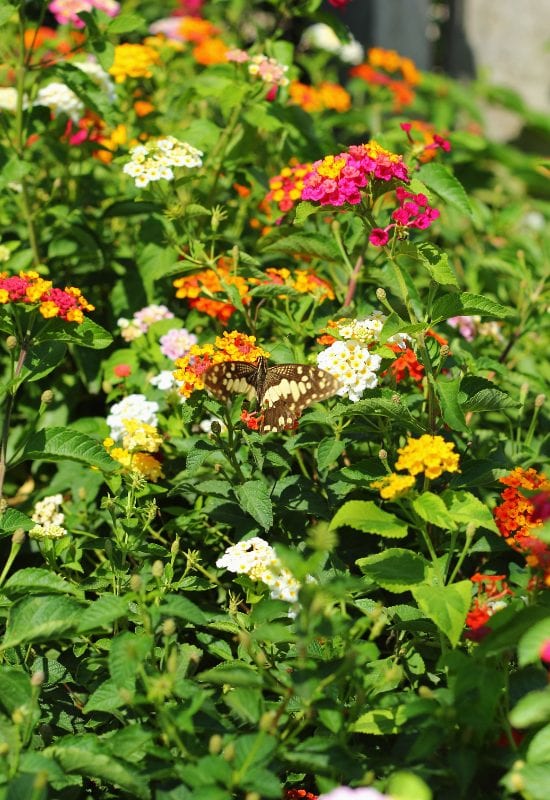 Lantana-Lantana-spp