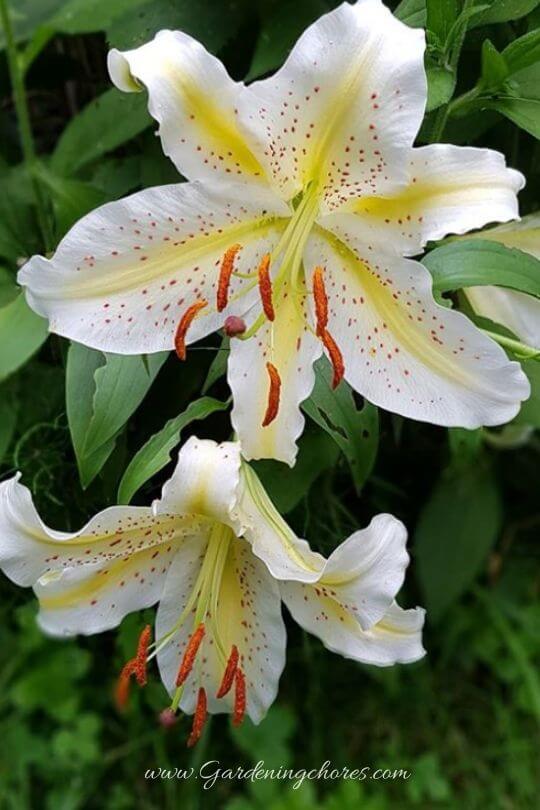 Lilium Auratum (Golden-Rayed Lily)