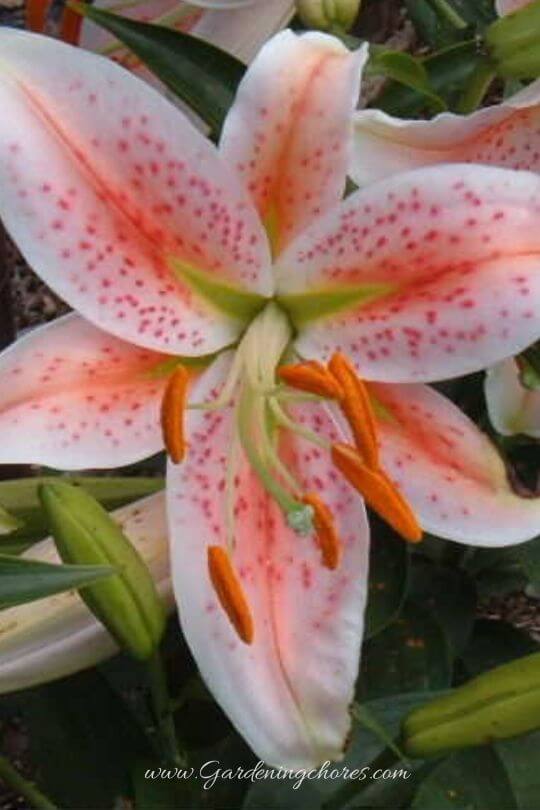 Lilium 'Bright Star', Lily 'Bright Star'