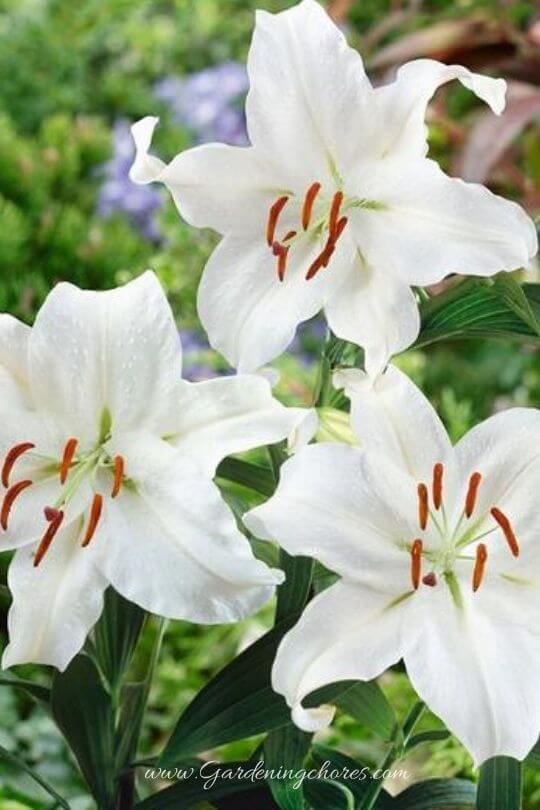 Lilium Casa Blanca