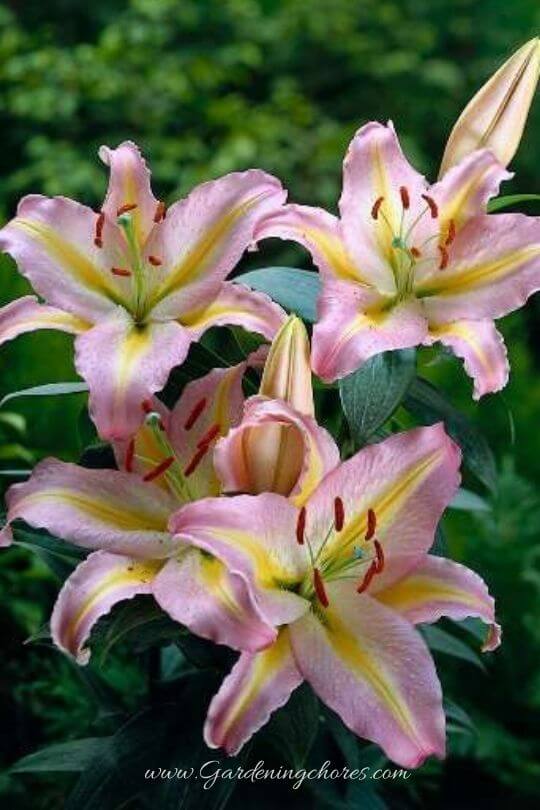 Lilium ‘Tom Pouce’