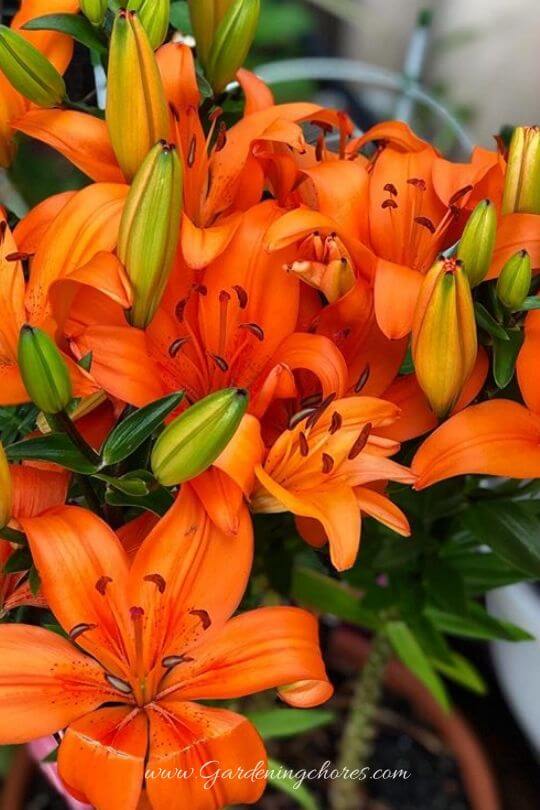 Lilium 'Enchantment' (Enchantment Lily)