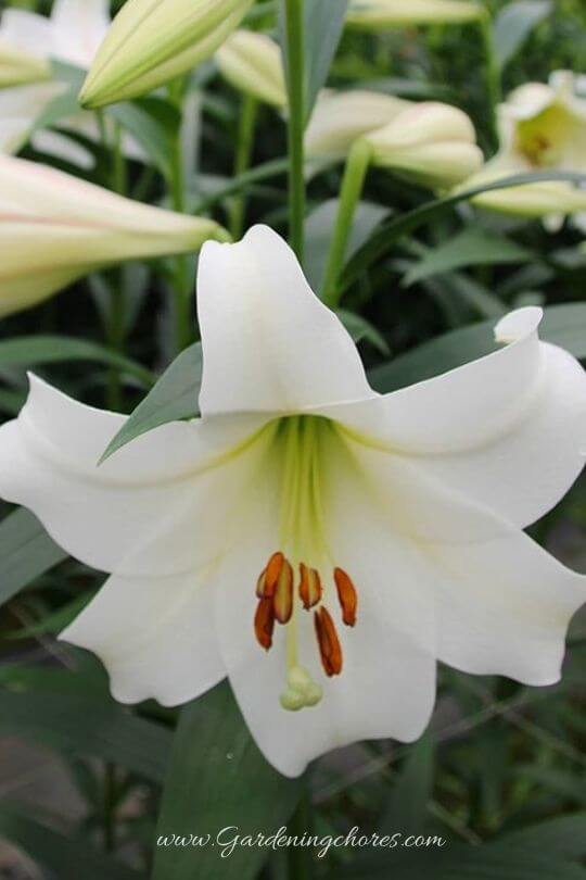 Lilium Longiflorum (Easter Lily)