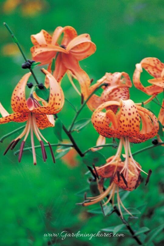 Lilium X Dalhansonii 'Marhan' - Turk's cap lily or Martagon Lily