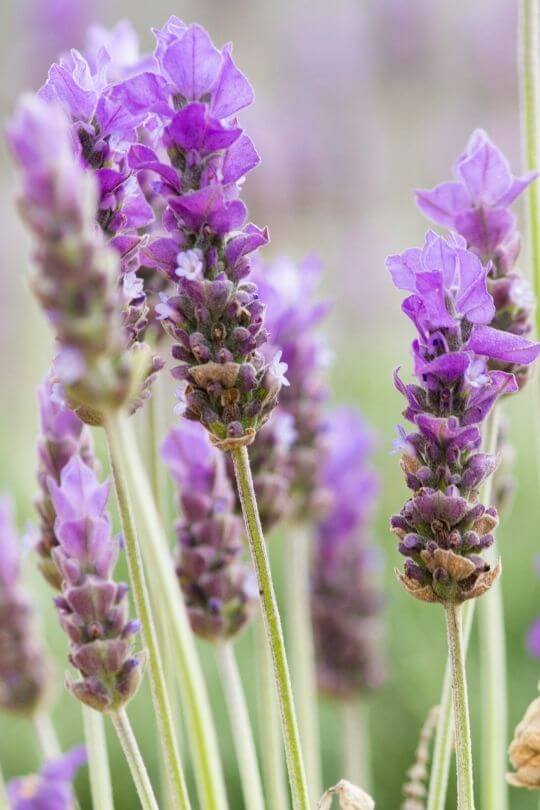 Little Lottie English Lavender Lavandula angustifolia Little Lottie