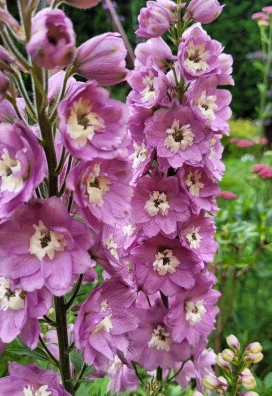 Magic Fountain Lavender White Bee delphinium