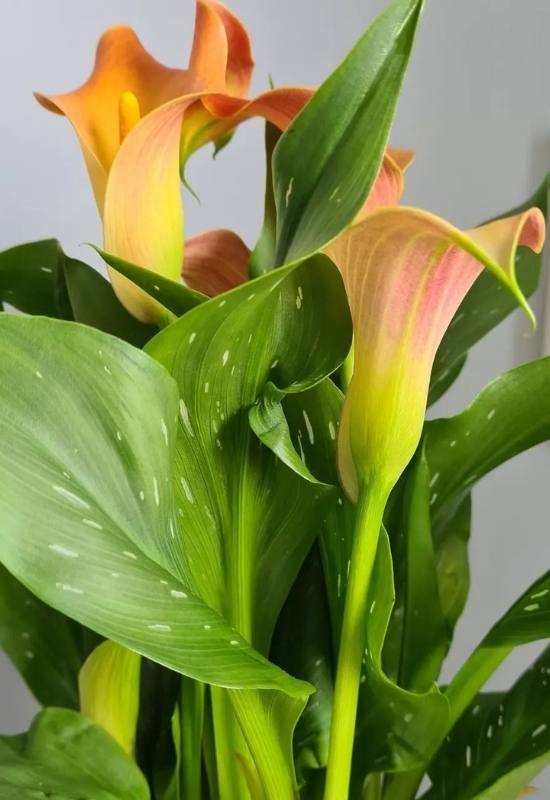 Captain Safari® Calla Lily – Zantedeschia Captain Safari®