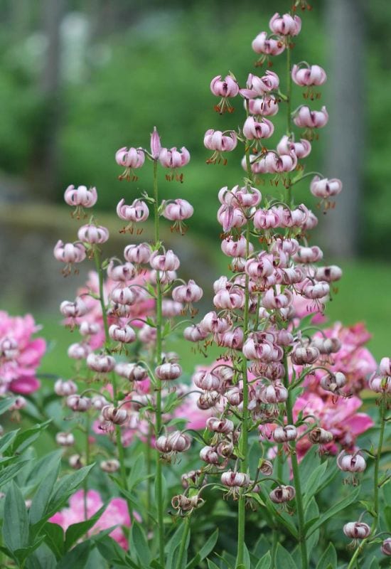 Martagon Lily (Lilium martagon)