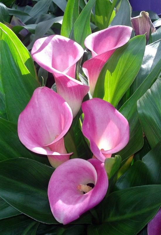 Nashville Calla Lily – Zantedeschia Nashville