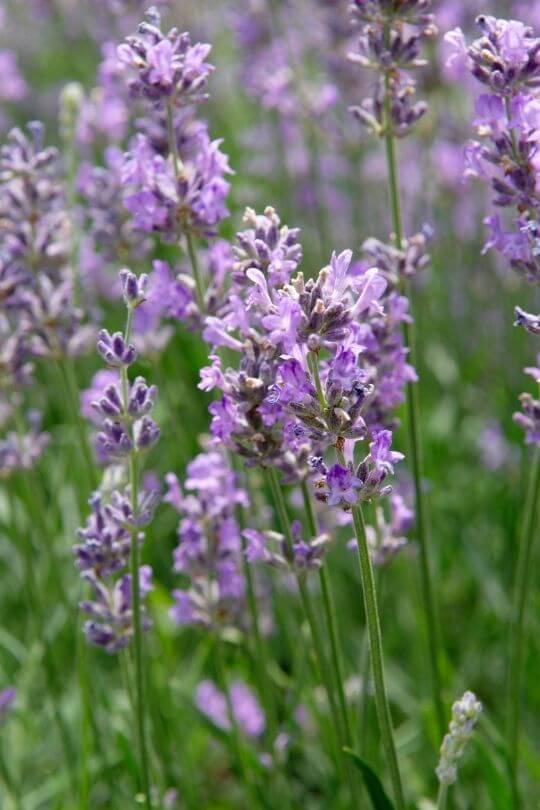 Phenomenal Lavandin Lavandula x intermedia Phenomenal