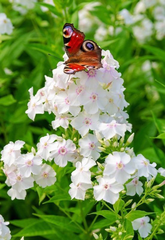 Phlox (Phlox spp.)