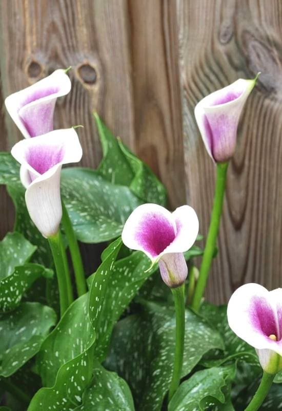 Picasso® Calla Lily