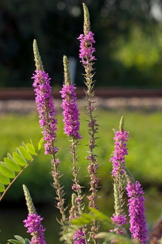 Pink English Lavender Lavandula angustifolia Rosea