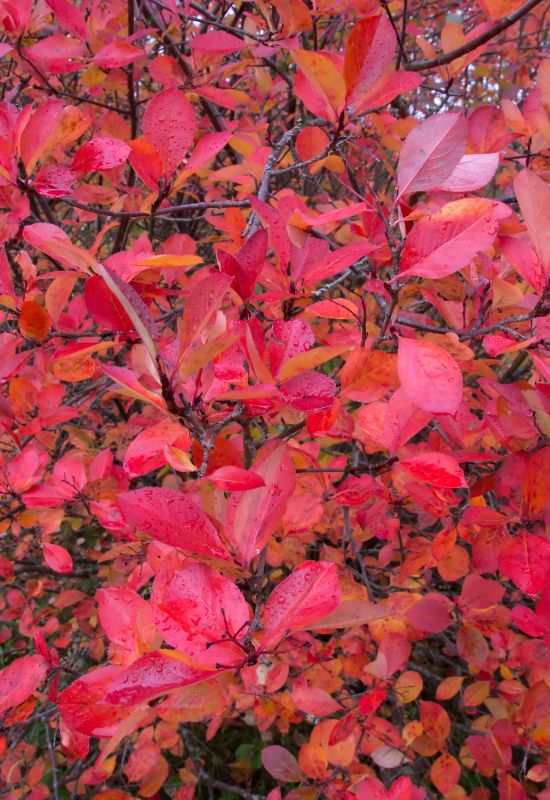 Red Chokeberry (Aronia arbustifolia ‘Brillantissima’)