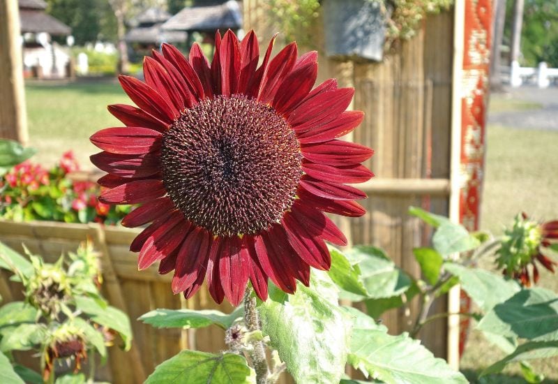 13 Gorgeous Red Flowering Annuals to Ignite Your Garden's Beauty 1