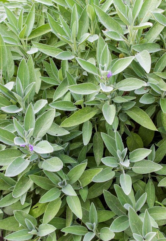 Sage (Salvia spp.)