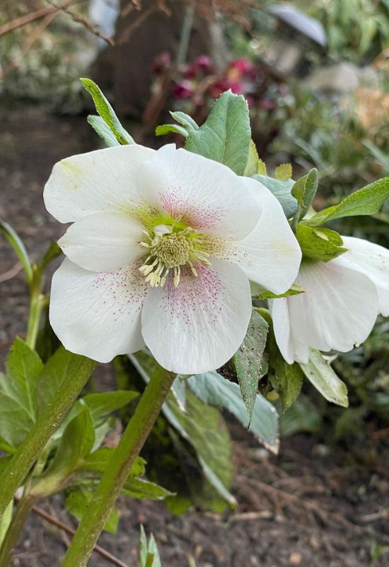 Sandy Shores hellebore