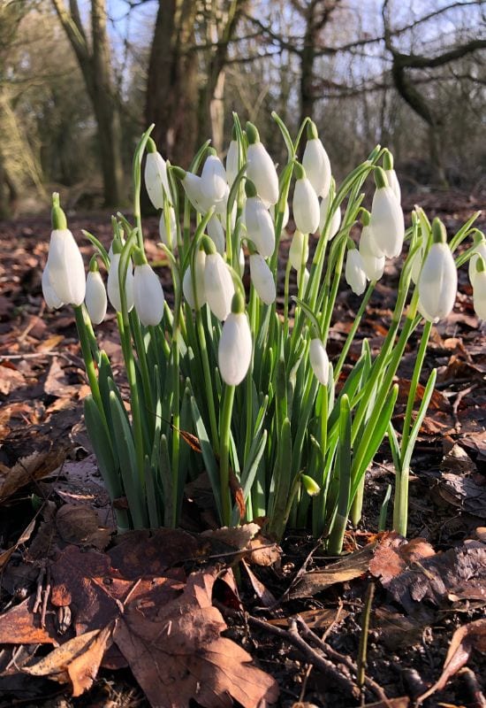 Snowdrop (Galanthus nivalis)