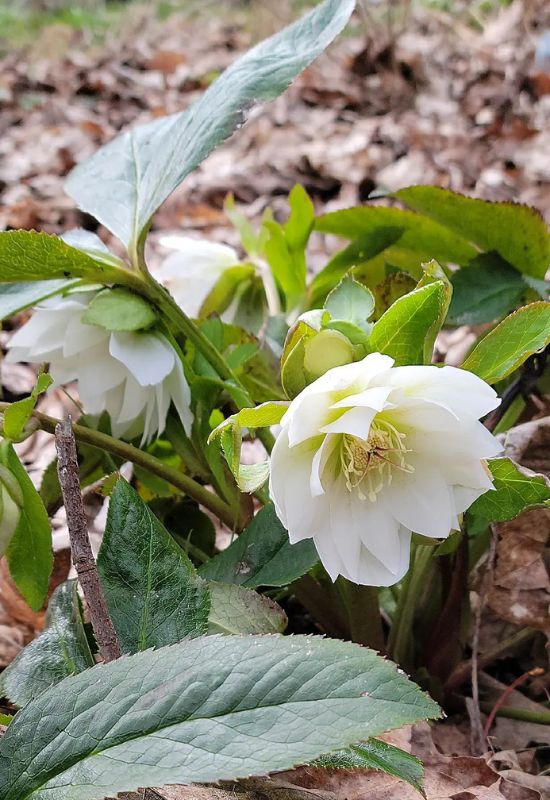 Sparkling Diamond hellebore