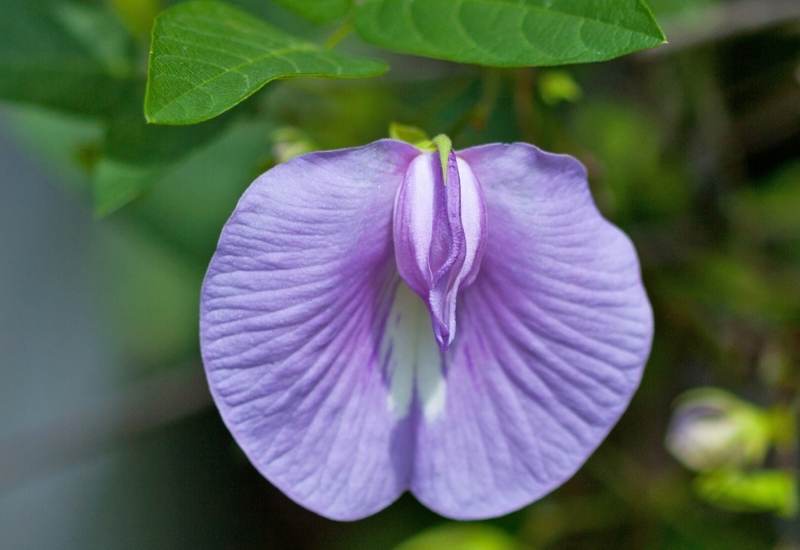 Spurred Butterfly Pea (Centrosema virginianum)