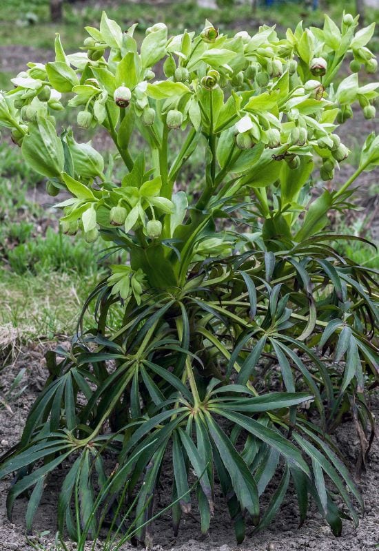 Stinking hellebore