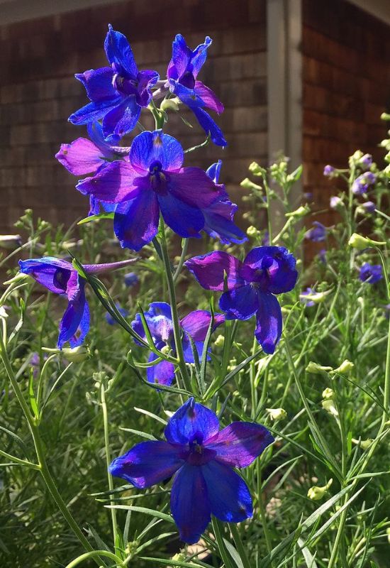 Summer Nights Chinese delphinium