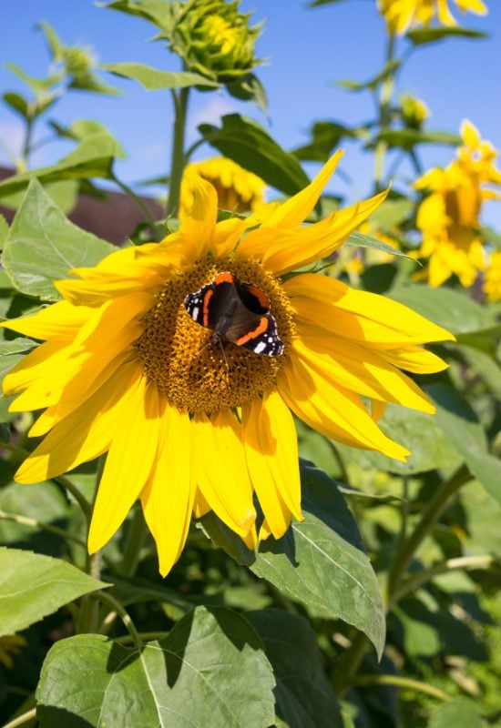 Sunflower (Helianthus annuus)