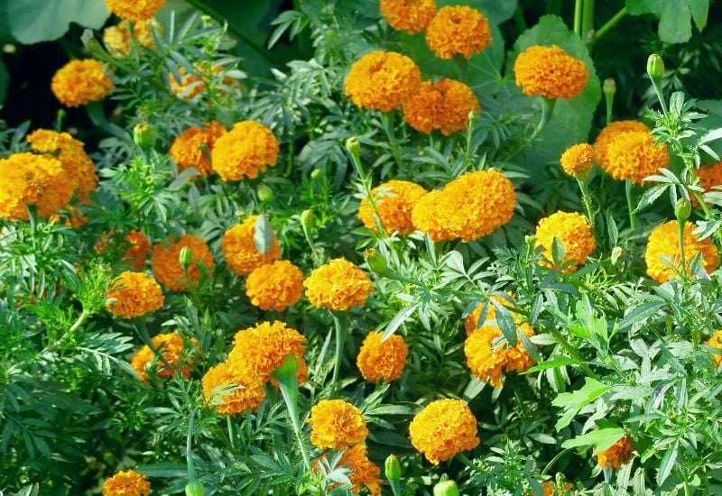 Tagetes erecta