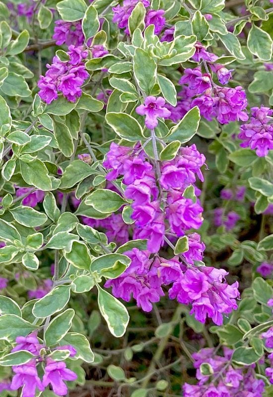 Variegated Mint Bush (Prostanthera ovalifolia ‘Variegata’)