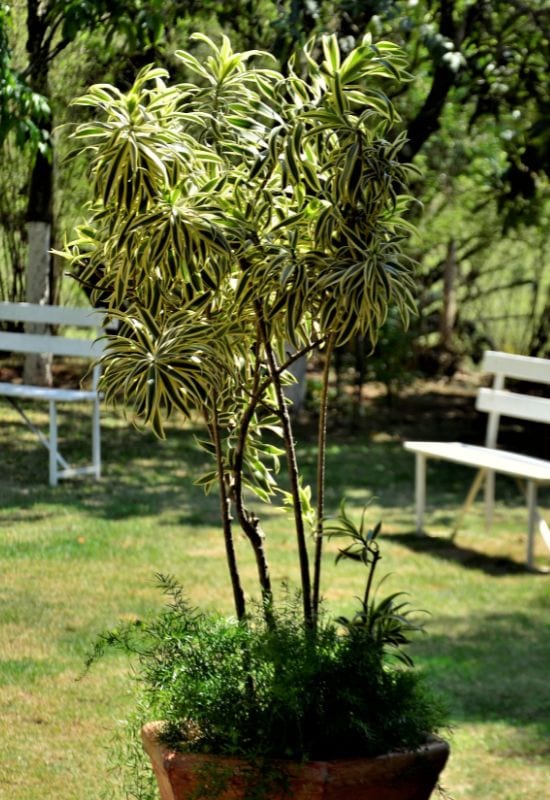 Variegated Song of India (Dracaena reflexa ‘Song of India’)